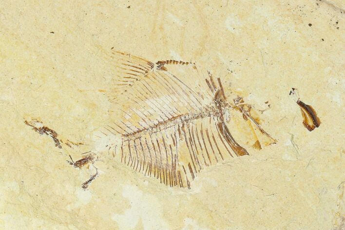 Fossil Fish (Diplomystus Birdi) - Hjoula, Lebanon #162744